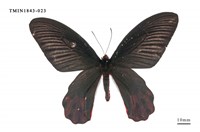 藏品(曙鳳蝶)的圖片